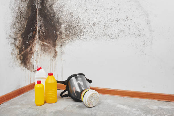 Best Basement Mold Remediation in Highland Heights, OH